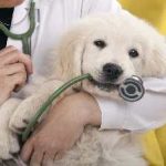 Câinele mârâind în abdomen, care nu mănâncă, provoacă stomac și gaze, vărsături, decât să fie tratate la domiciliu