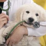 Câinele mârâind în abdomen, care nu mănâncă, provoacă stomac și gaze, vărsături decât pentru a trata la domiciliu (abdominală) Câinele mârâind în abdomen, care nu mănâncă, provoacă stomac și gaze, vărsături, decât să fie tratate la domiciliu