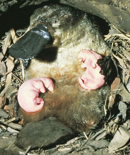 Platypus - Fotografii, descriere, habitat, dieta, reproducerea