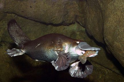 Platypus - Fotografii, descriere, habitat, dieta, reproducerea