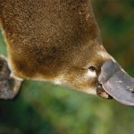 Descrierea Platypus a tipurilor de fapte interesante (fotografii, video)