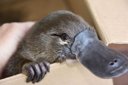 Descrierea Platypus a tipurilor de fapte interesante (fotografii, video)