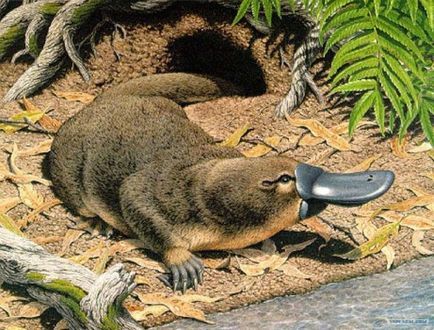 Descrierea Platypus a tipurilor de fapte interesante (fotografii, video)