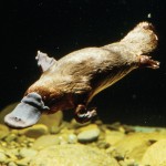 Descrierea Platypus a tipurilor de fapte interesante (fotografii, video)