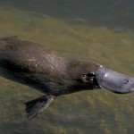 Descrierea Platypus a tipurilor de fapte interesante (fotografii, video)