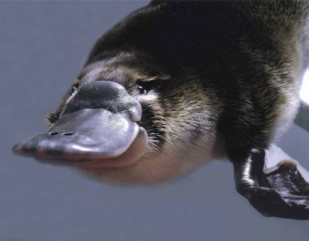 Descrierea Platypus a tipurilor de fapte interesante (fotografii, video)