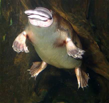 Platypus - mamiferele cele mai neobișnuite (19 fotografii, clipuri video)