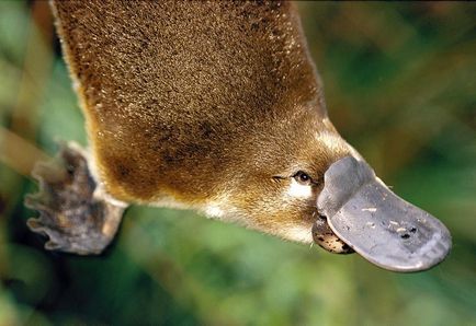Platypus - mamiferele cele mai neobișnuite (19 fotografii, clipuri video)