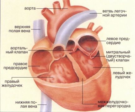 Cauzele o inima extinsa într-un adult, și ce consecințe