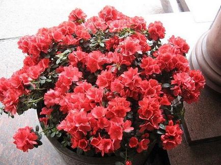 Îngrijire la domiciliu Azalea (condiții) Îngrijire la domiciliu Azalea