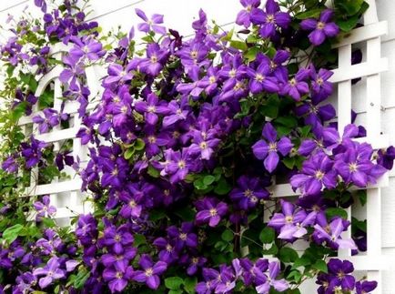 Îngrijirea în primăvară Clematis tăiere, jartiera, fertilizare si udare