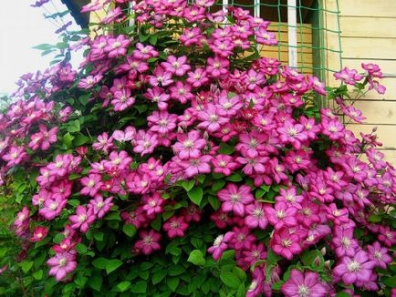 Îngrijirea în tăiere de primăvară Clematis, jartieră, fertilizare si udare (în primăvară) Îngrijirea în primăvară Clematis tăiere, jartiera, fertilizare si udare