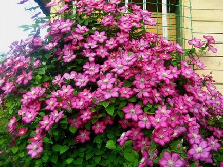 Îngrijirea în primăvară Clematis tăiere, jartiera, fertilizare si udare