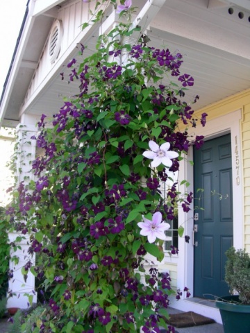 Îngrijirea în tăiere de primăvară Clematis, jartieră, fertilizare si udare (Clematis) Îngrijirea în primăvară Clematis tăiere, jartiera, fertilizare si udare