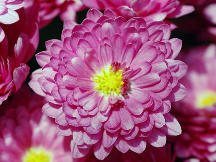 Grija pentru crizantemă la domiciliu - crizantema fotografie, crizanteme în creștere în oală, soi
