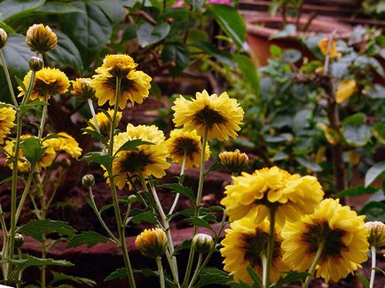 Grija pentru crizantemă la domiciliu - crizantema fotografie, crizanteme în creștere în oală, soi
