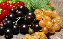 vegetația - ce este, perioadele de vegetație de tomate, castraveți, fructe de pădure și pomi fructiferi