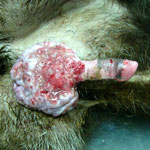 sarcomul venerice simptome câini, tratamentul și prevenirea, semne clinice, un veterinar