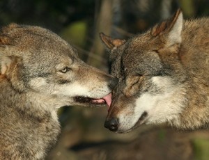 lupi Fidelity în natură