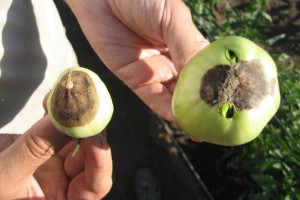 simptome, fotografie mana florilor, metodele de control și tratamente, acasă agricole