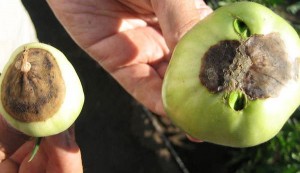 simptome, fotografie mana florilor, metodele de control și tratamente, acasă agricole