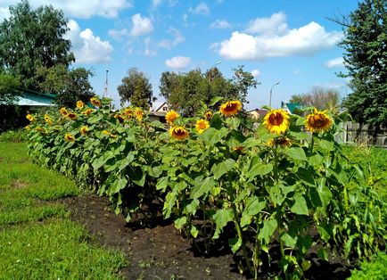 Selectarea vecin nici un rău pentru planta - care pot fi plantate lângă castraveți