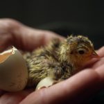 Eclozarea pui din ouă care fac, descrierea procesului, video (do) Eclozarea pui din ouă care fac, descrierea procesului, video
