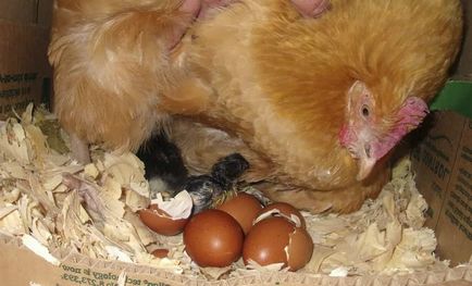 Eclozarea pui din ouă care fac, descrierea procesului, video