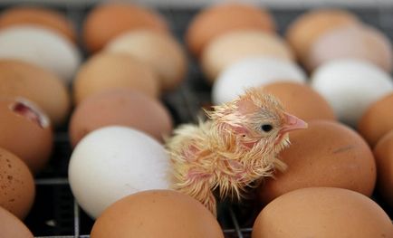 Eclozarea pui din ouă care fac, descrierea procesului, video
