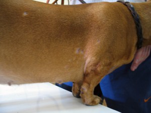 Caderea parului la căței și câini adulți, principalele motive pentru
