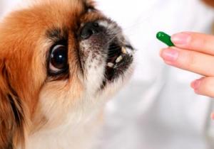 Caderea parului la caini, cauze si tratament - 05 mai 2016 - un câine sănătos