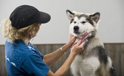 Caderea parului la câini posibile cauze de boală și de tratament