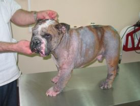 Caderea parului la câini posibile cauze de boală și de tratament