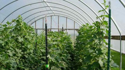 Cultivarea pepene verde în seră - de plantare și îngrijire
