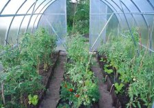 Cultivarea pepene verde în seră - de plantare și îngrijire