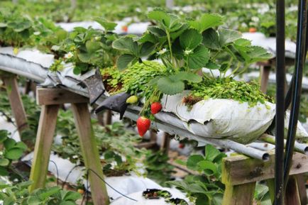 Cultivarea plantelor de căpșun în metoda saci de demnitate