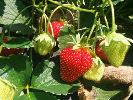Cultivarea căpșuni în saci pe tot parcursul anului, avantaje și dezavantaje tehnologice, pregătirea sac,