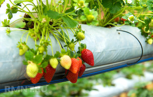 Cultivarea căpșuni în saci de metodă deosebit de interesant