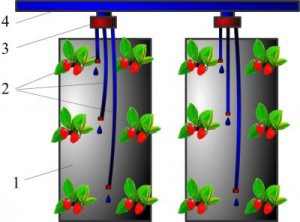 Strawberry midii în saci în seră face corect