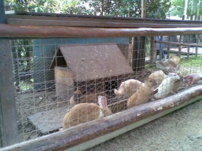 Cultivarea iepuri - o afacere profitabilă, care nu necesită investiții mari