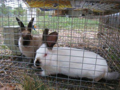 Cultivarea iepuri - o afacere profitabilă, care nu necesită investiții mari