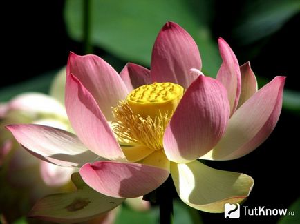 Cultivarea acasă de lotus