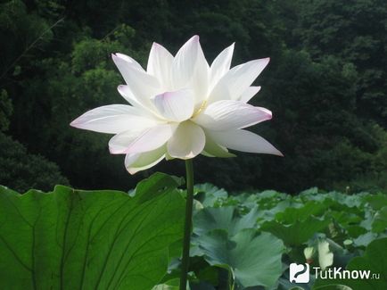 Cultivarea acasă de lotus