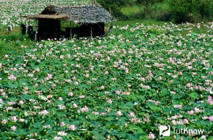 Cultivarea acasă de lotus