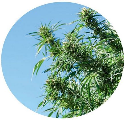 Cultivarea marijuana în aer liber pe stradă