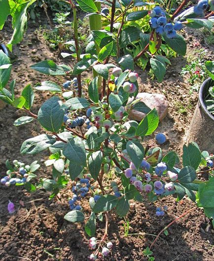 Cultivarea afine grădină