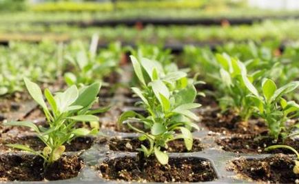 Transplantarea de legume și culturi de plante ornamentale - zi de bun augur în 2017, grădina