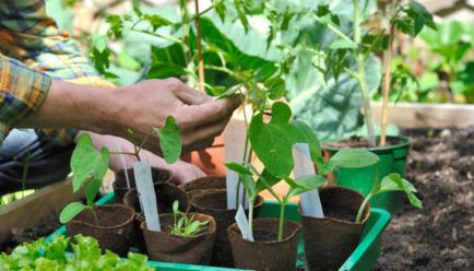 Transplantarea de legume și culturi de plante ornamentale - zi de bun augur în 2017, grădina