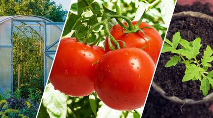 Răsadurile de tomate de aterizare în sol și o seră în grădină ()