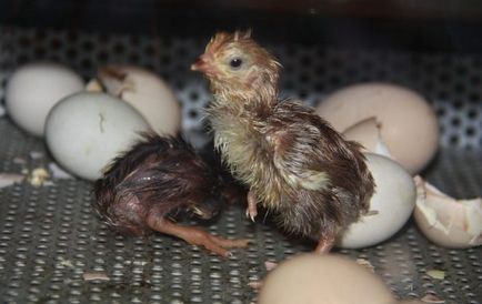 Derivare de pui în incubator la domiciliu
